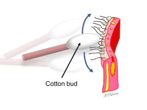 cotton-bud
